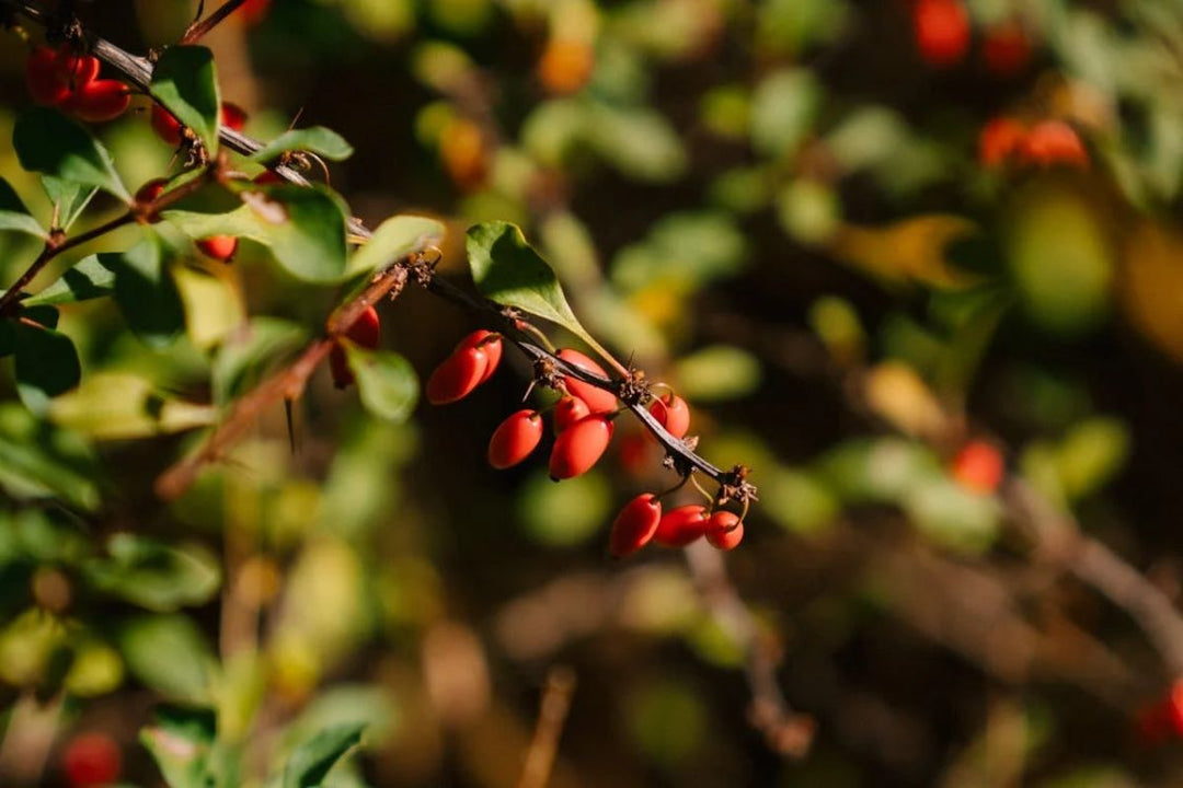 Berberina - un compus natural cu numeroase beneficii asupra sanatatii - Nutriland®